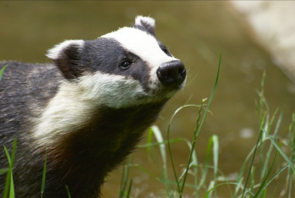 Badger