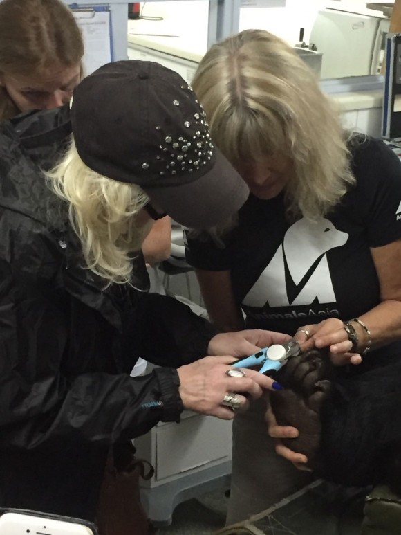 Helping Jill to trim Mandela's claws.